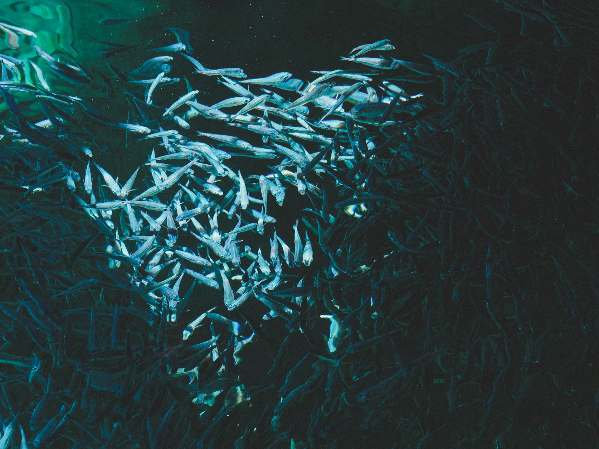 Aquaculture Fish Farm