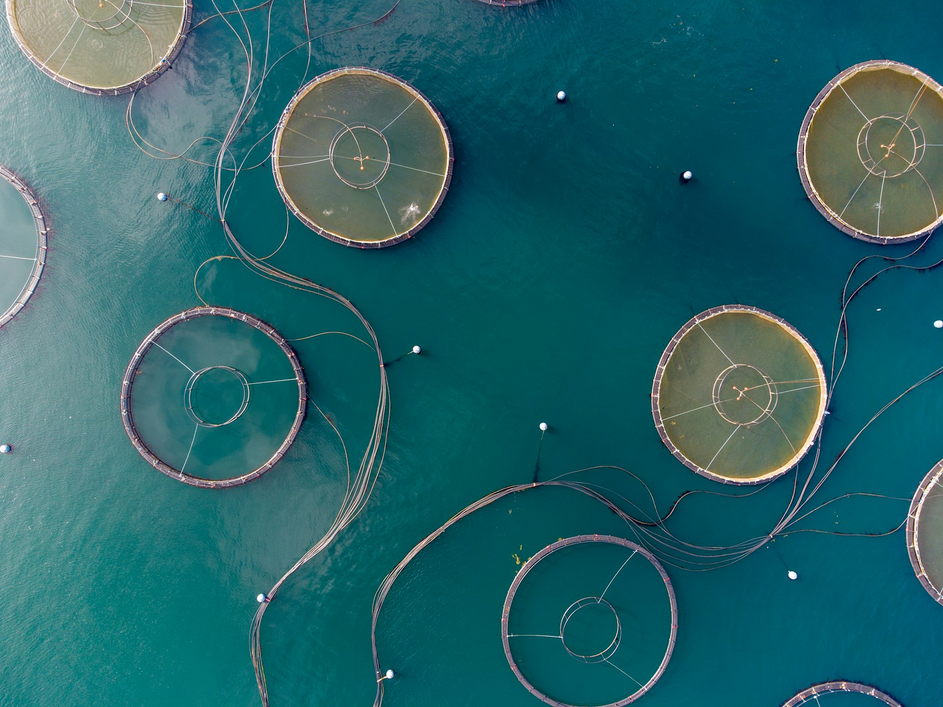Aquaculture-pen-ocean
