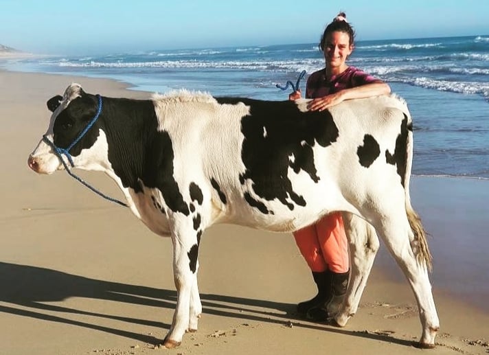 Ash Wadsworth and one of her dairy cows at the beach