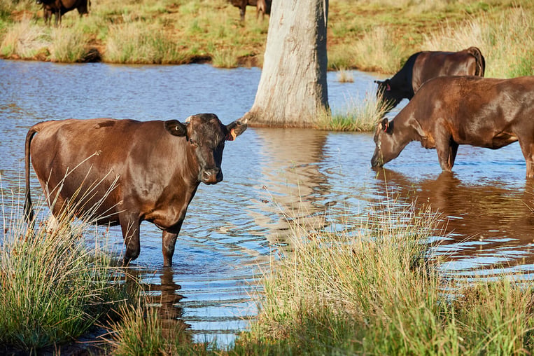 PARDOO WAGYU_Farm Shoot (1)