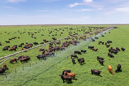How Pardoo Wagyu Strengthened Safety Across an 800,000 Hectare Operation