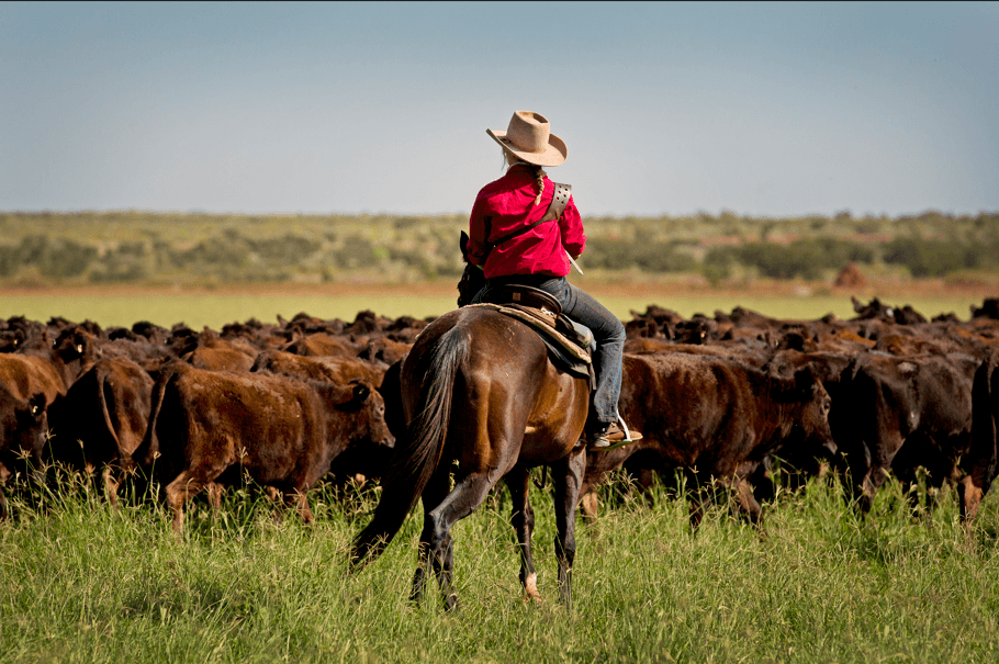 Pardoo Wagyu - horse-cows
