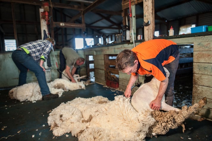 Sheep Shearing