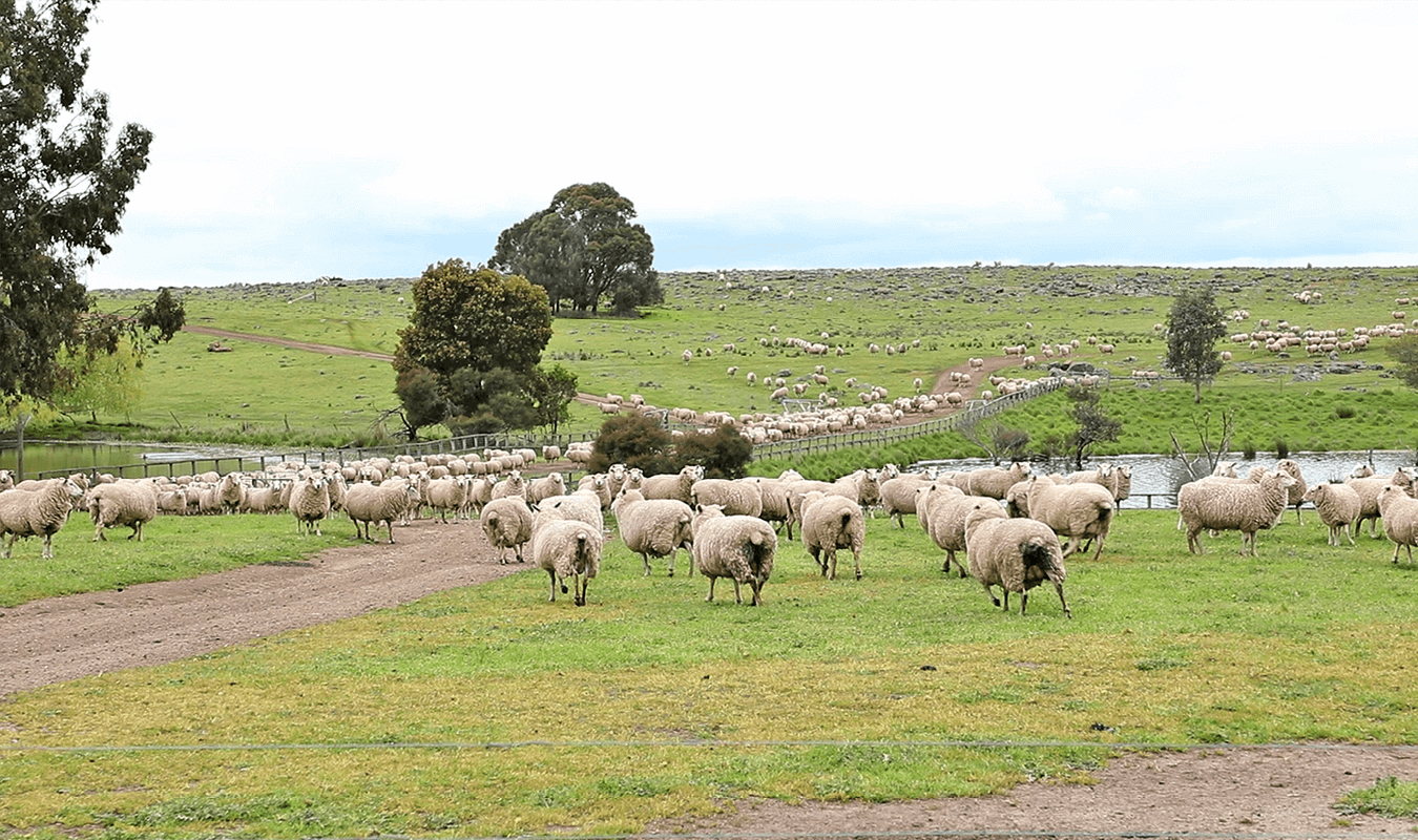 Tarnawa Pastoral