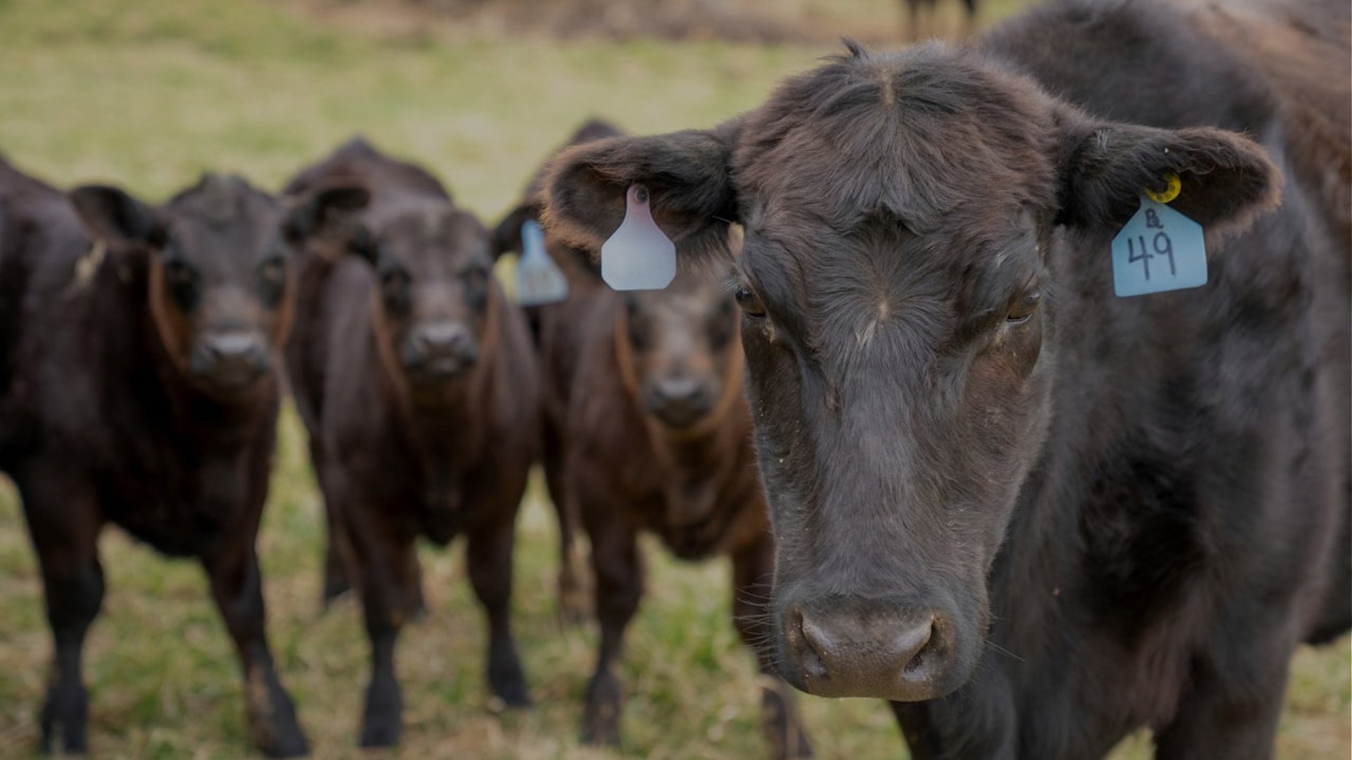 Testimonial Image - beef cattle