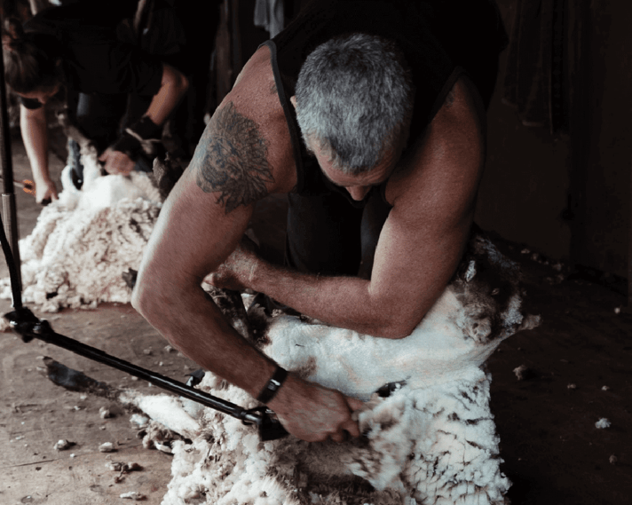 Tile -sheep shearing