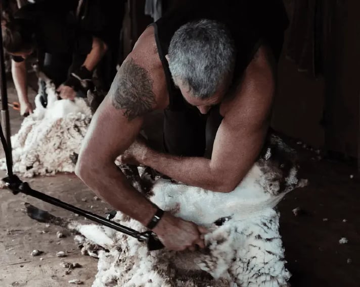 Tile -sheep shearing