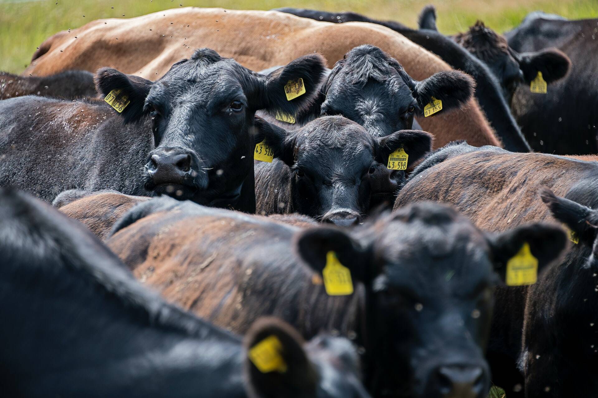cattle-livestock-unsplash