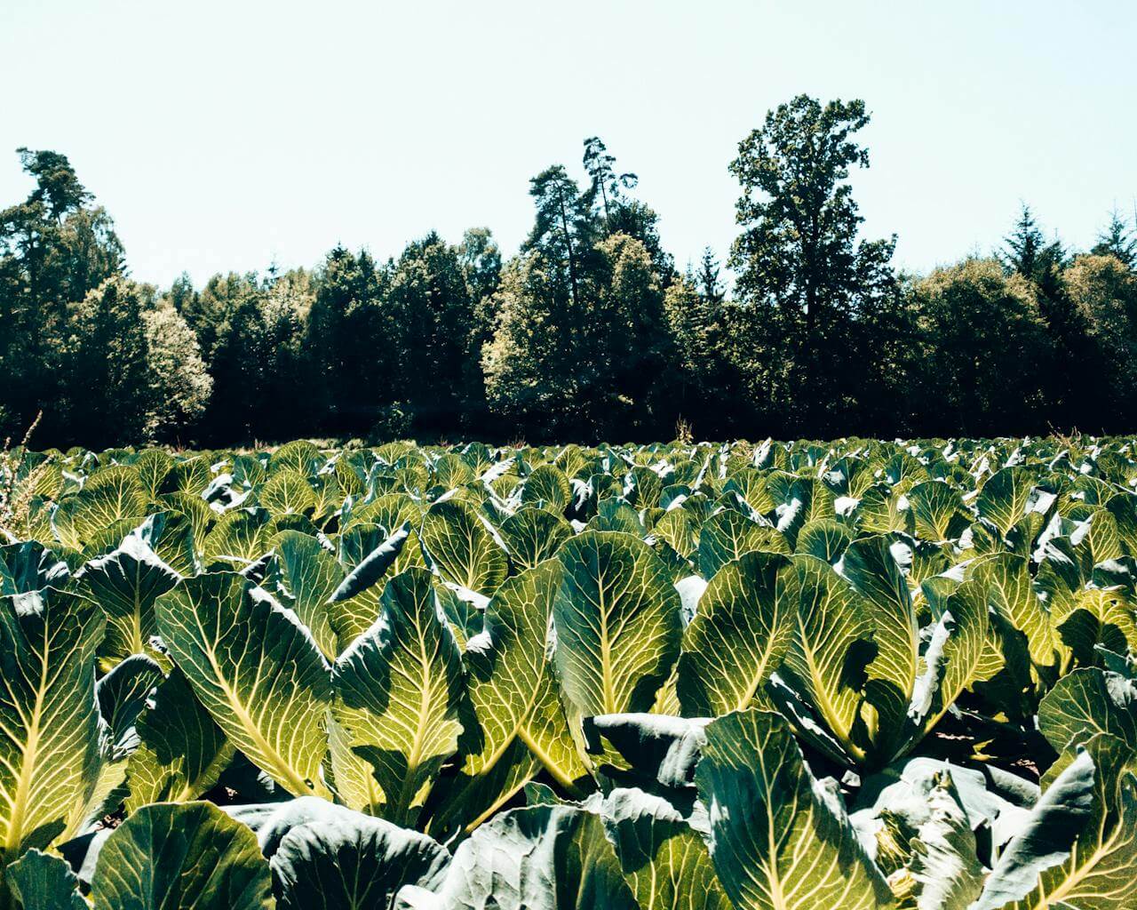 cauliflower - pexels