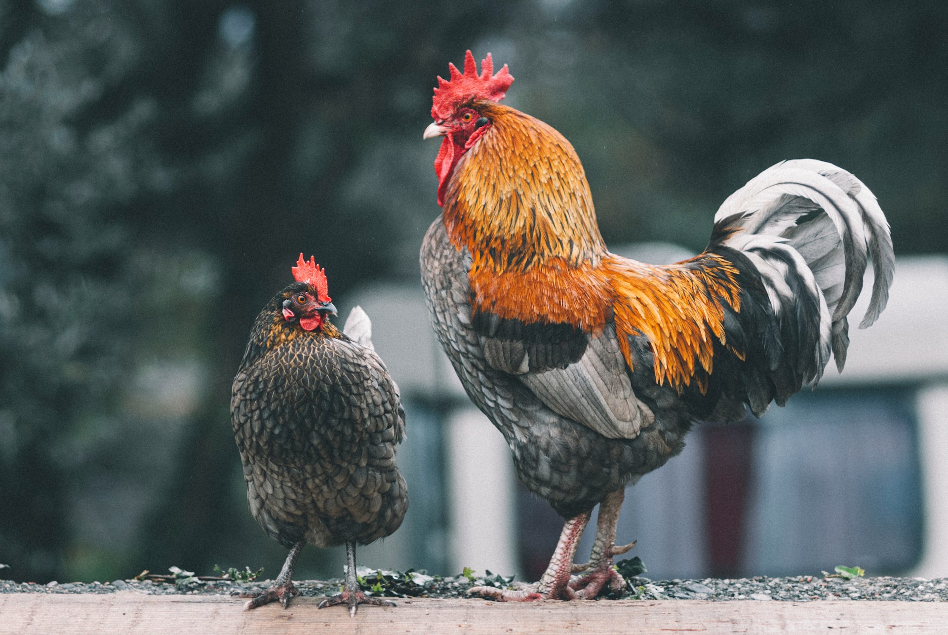 chicken-rooster-bird-flu-unsplash