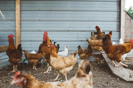 How to Strengthen Farm Biosecurity and Reduce Bird Flu Risk