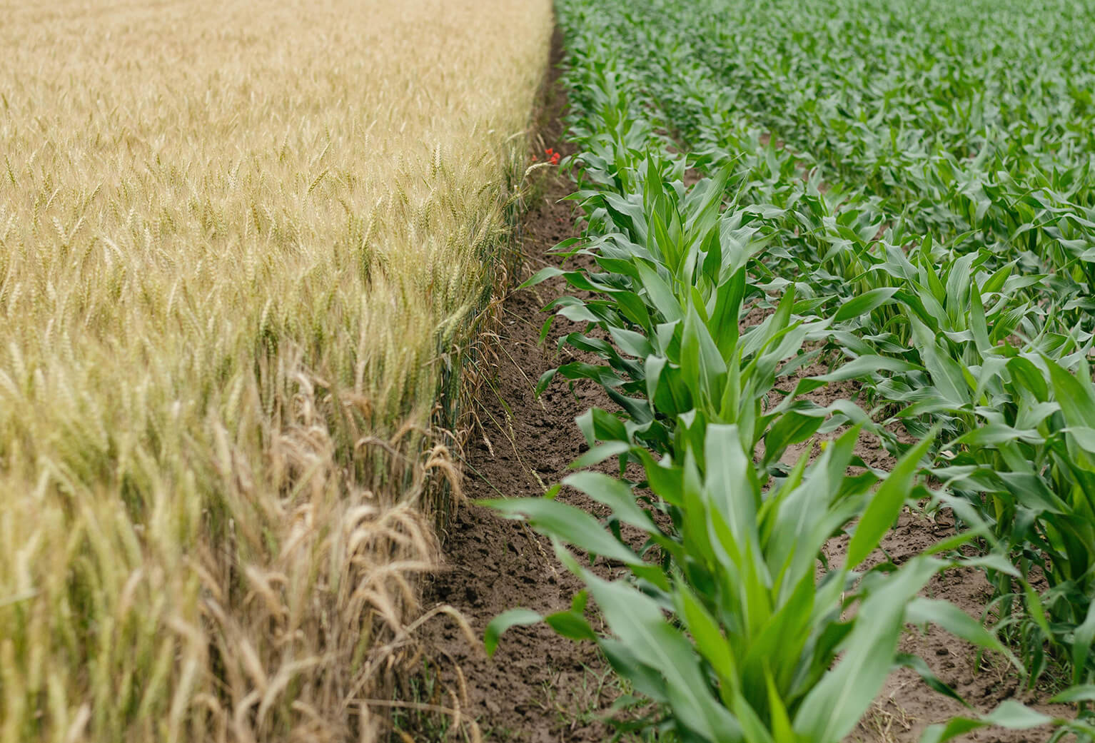corn-and-wheat-1
