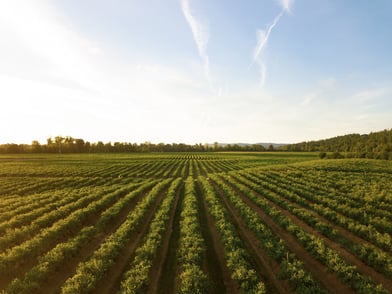 Sustainable Agriculture in Simple Words