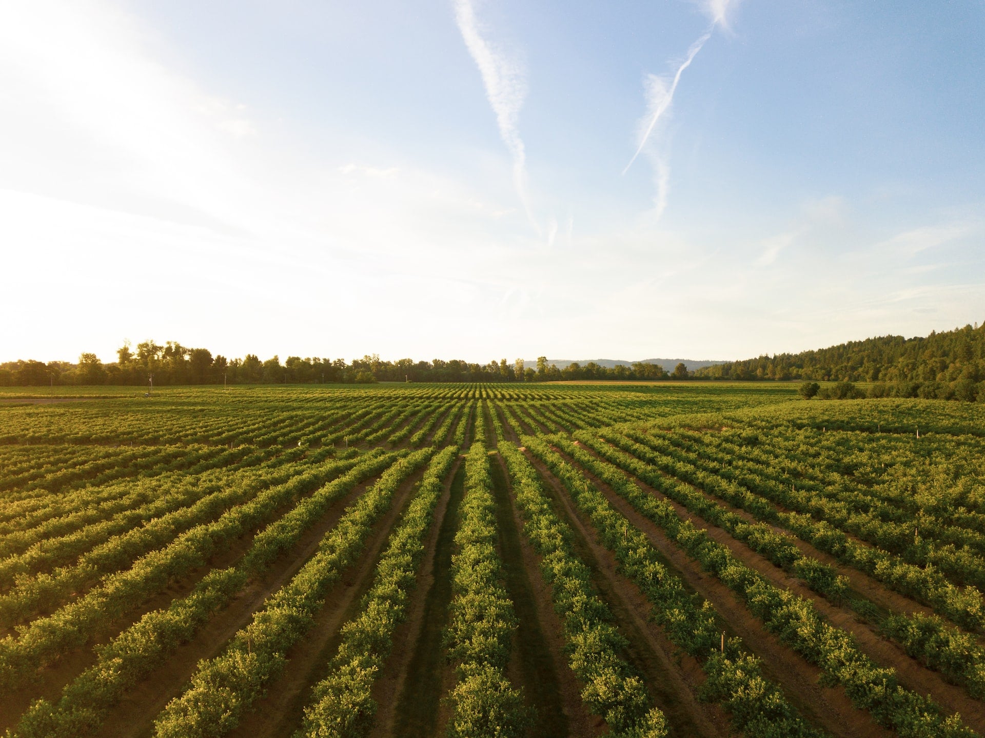 sustainable agriculture