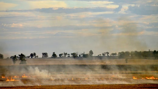 Protecting Livestock in a Bushfire