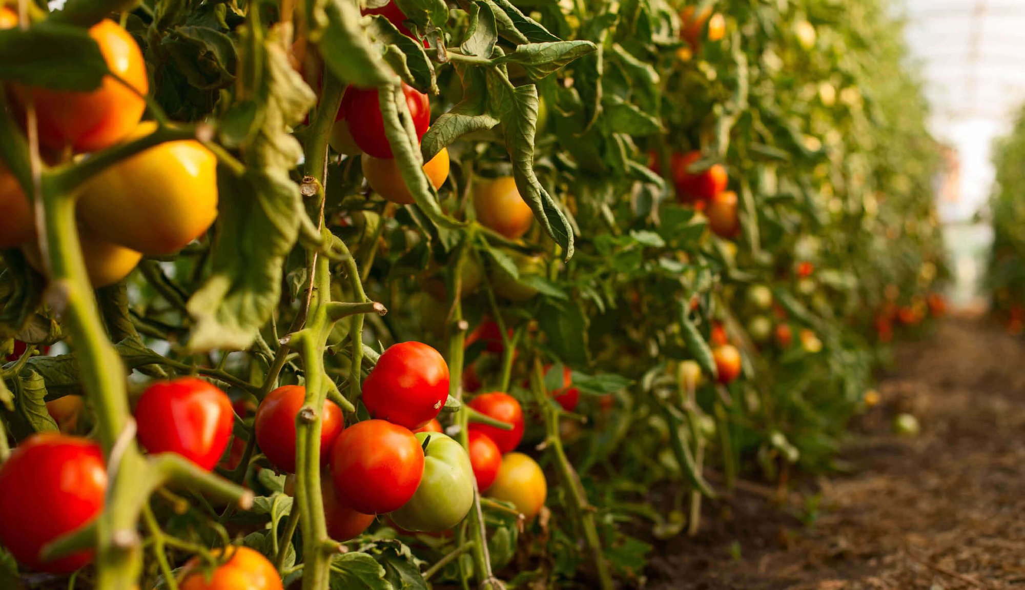 iStock-tomatoes