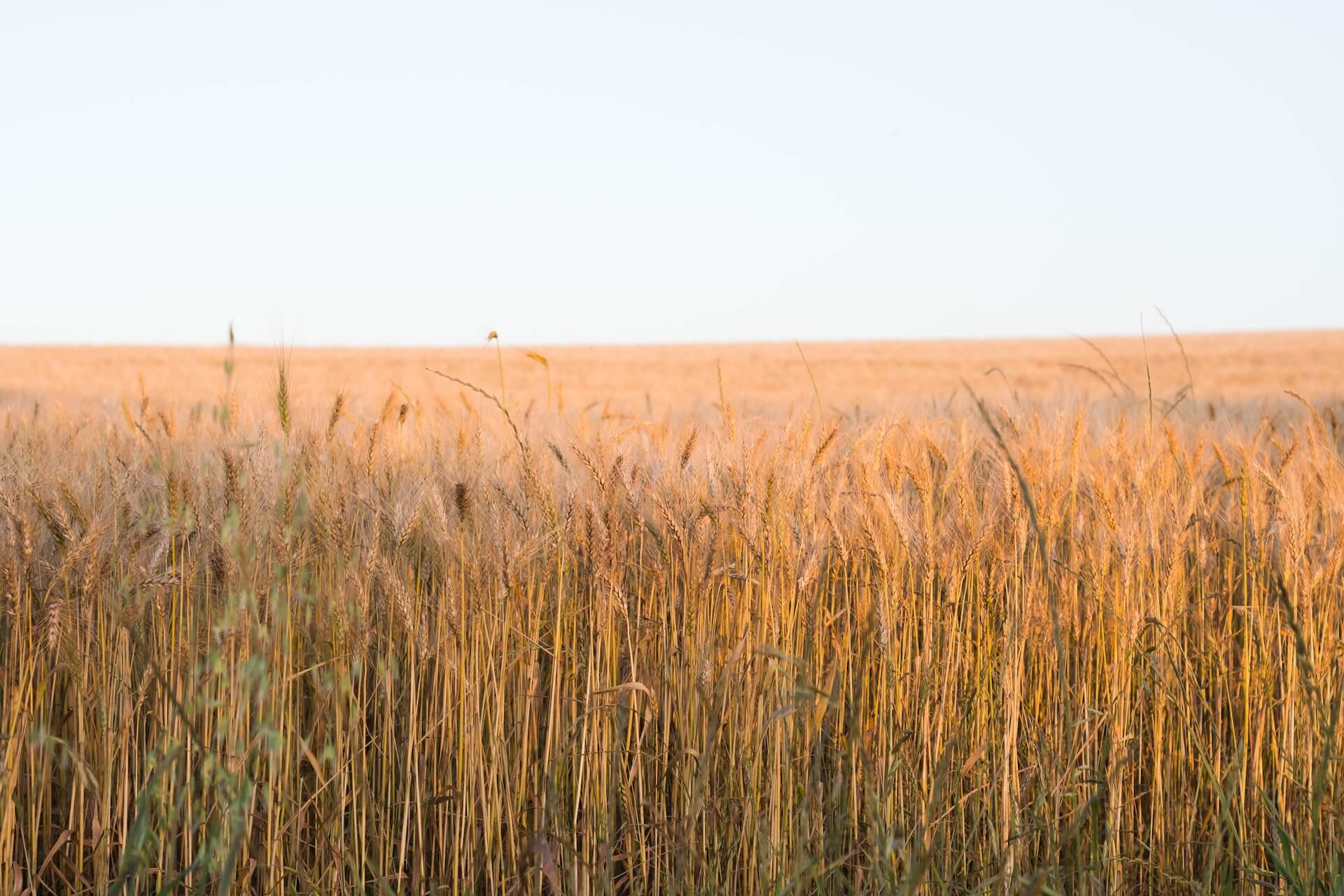 wheat field - sustainability