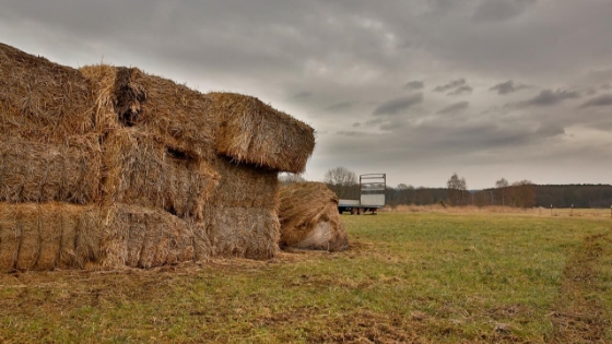 pexel-hay-stack-newsletter