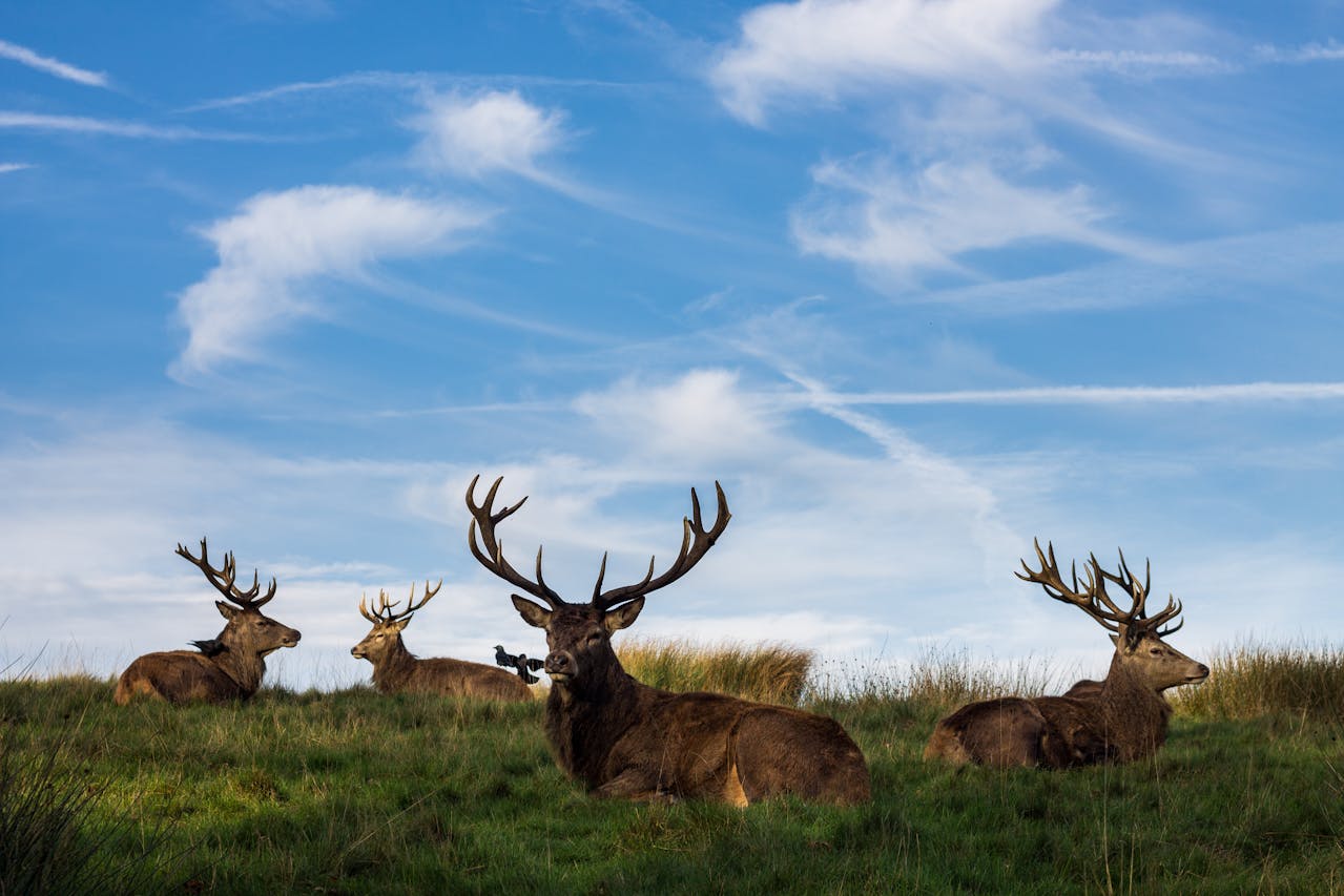 pexels - deer herd - estates UK