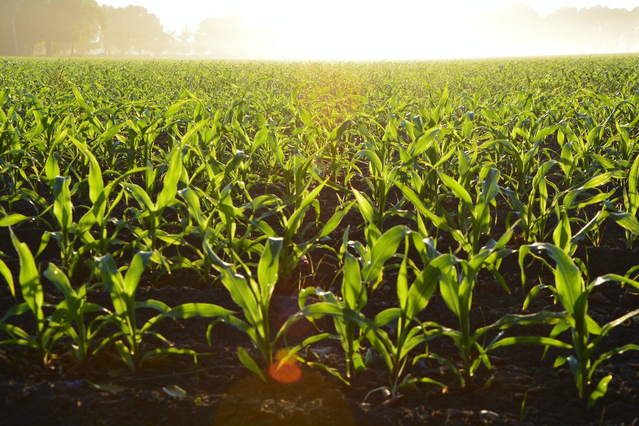pexels-alejandro-barrón-corn field