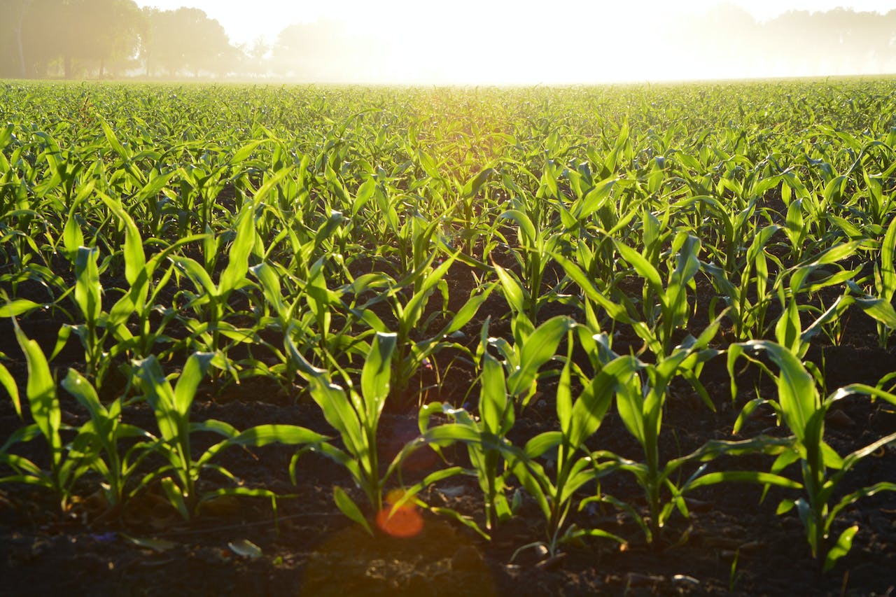 pexels-alejandro-barrón-corn field