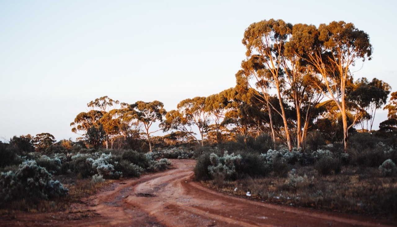 pexels-australian garden-1-1-1