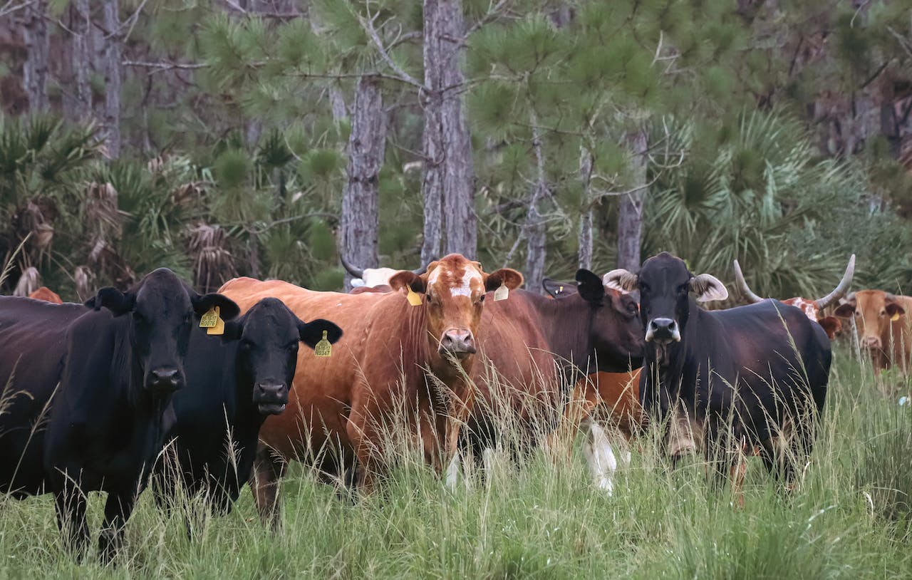 cows-too-hot-to-work