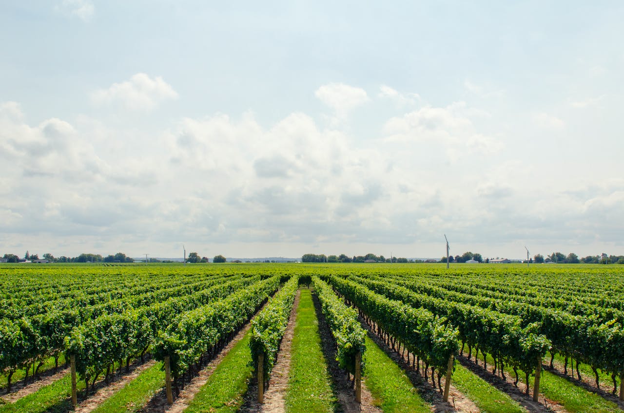pexels-math-vineyard