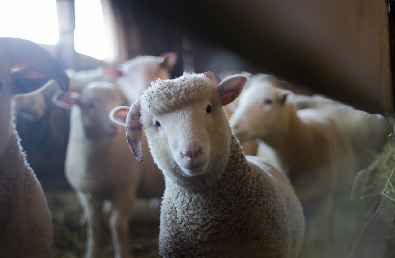 pexels-sheep