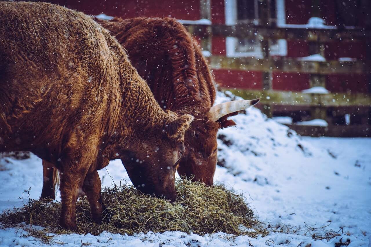 pexels-snow cow dairy