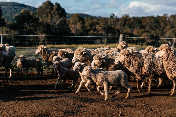 sheep - pexels