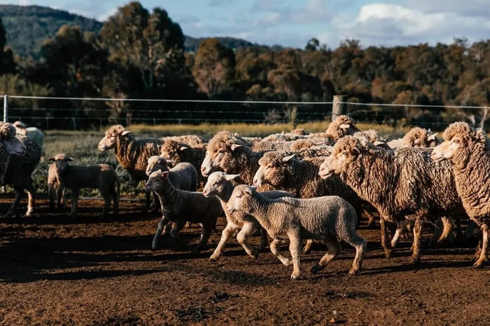 sheep - pexels