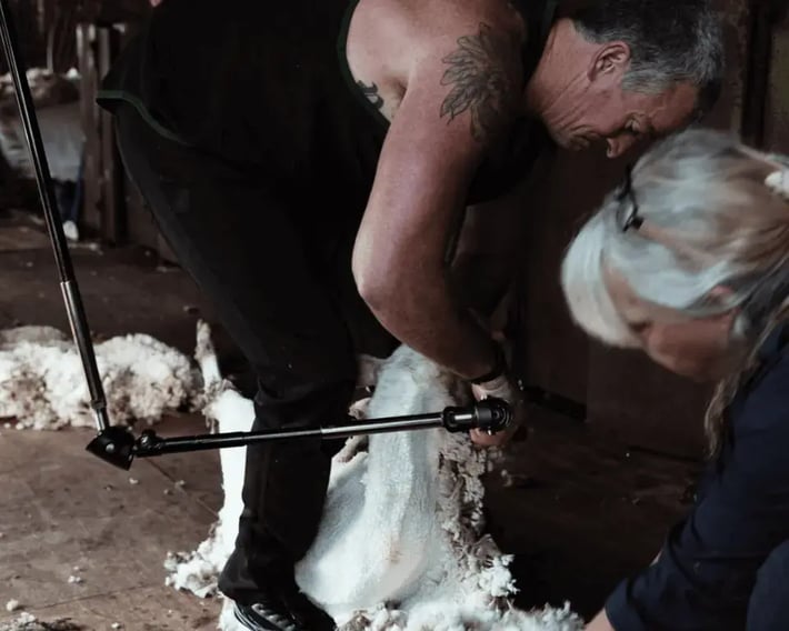 sheep shearing- 2