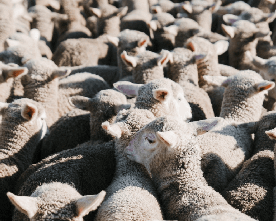sheep