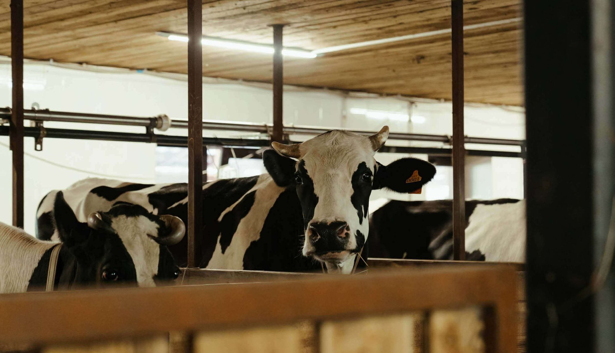 www.safeagsystems.comhubfsdairy - pexels-1
