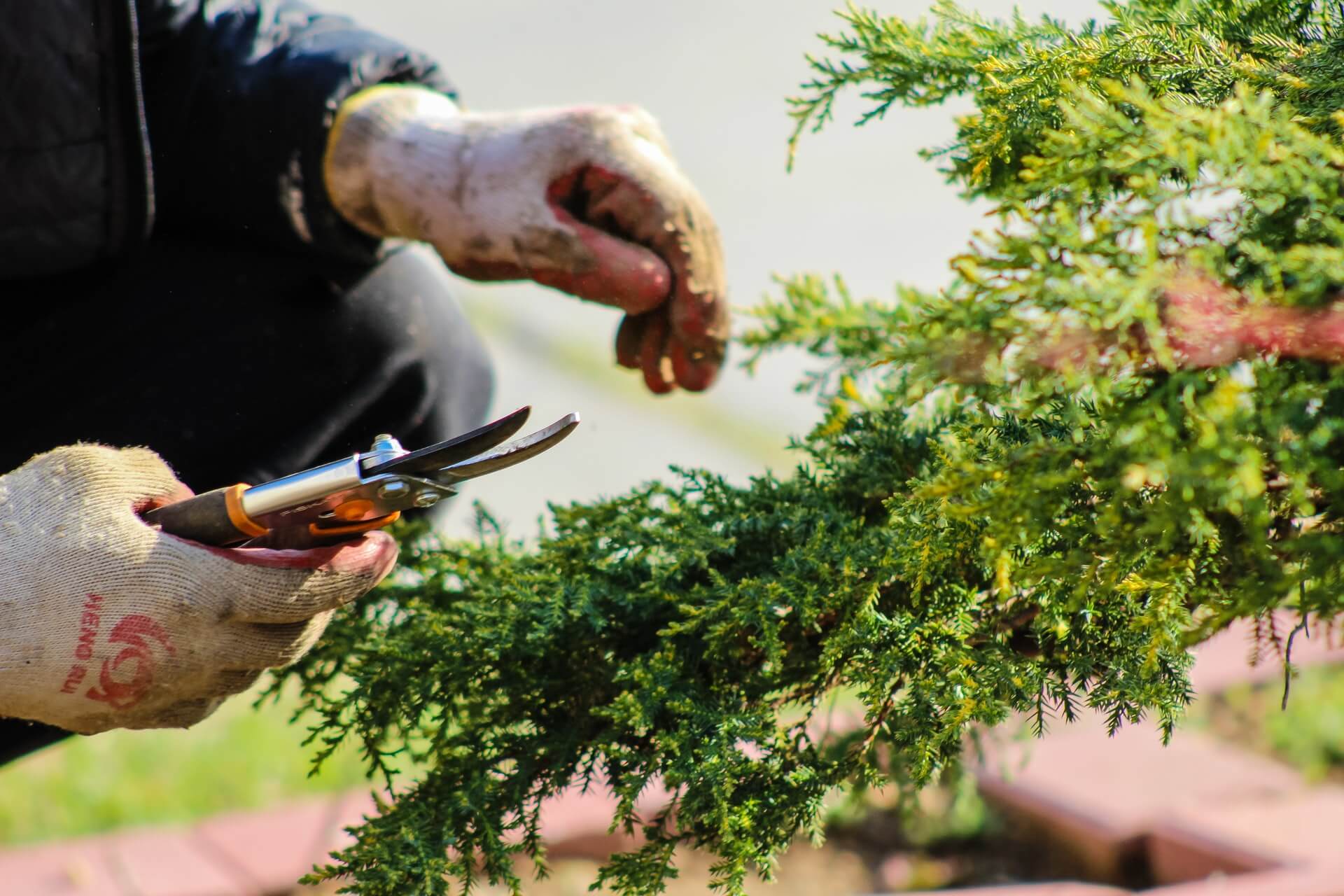 unsplash - pruning - tree