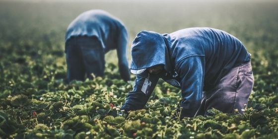 worker motivation - pickers - unsplash