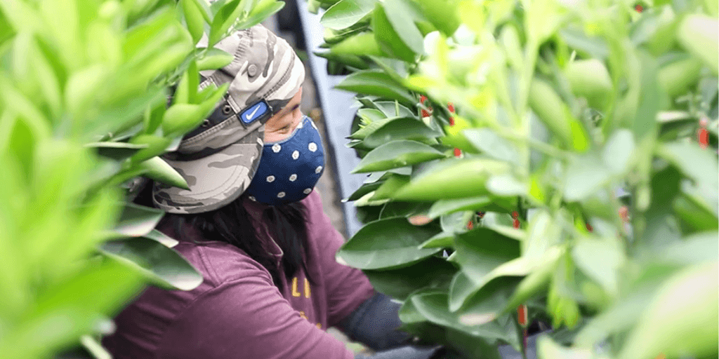 Agricultural worker managing biosecurity