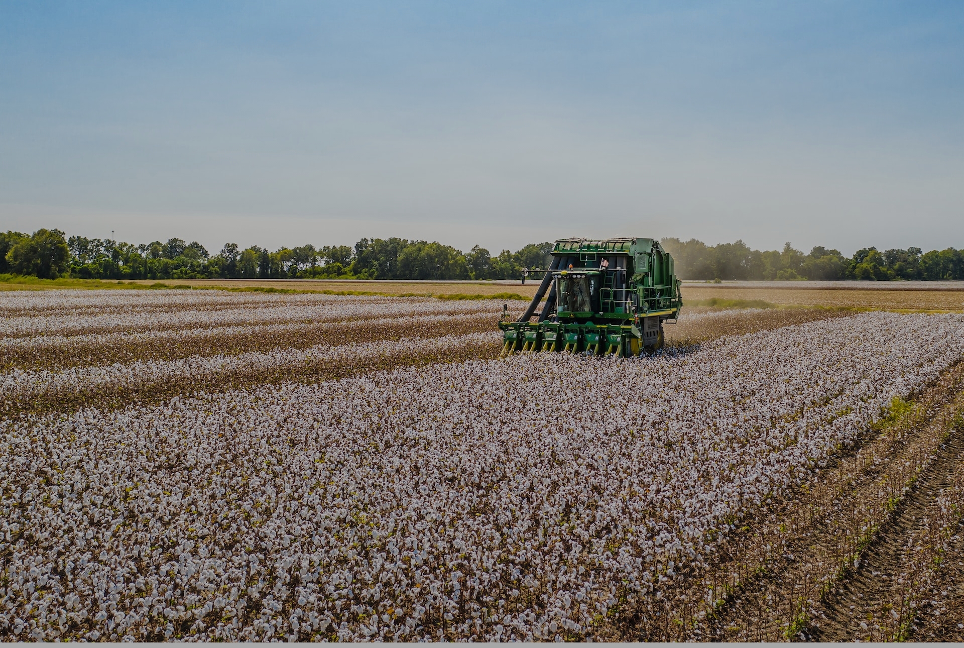 cotton-3.2