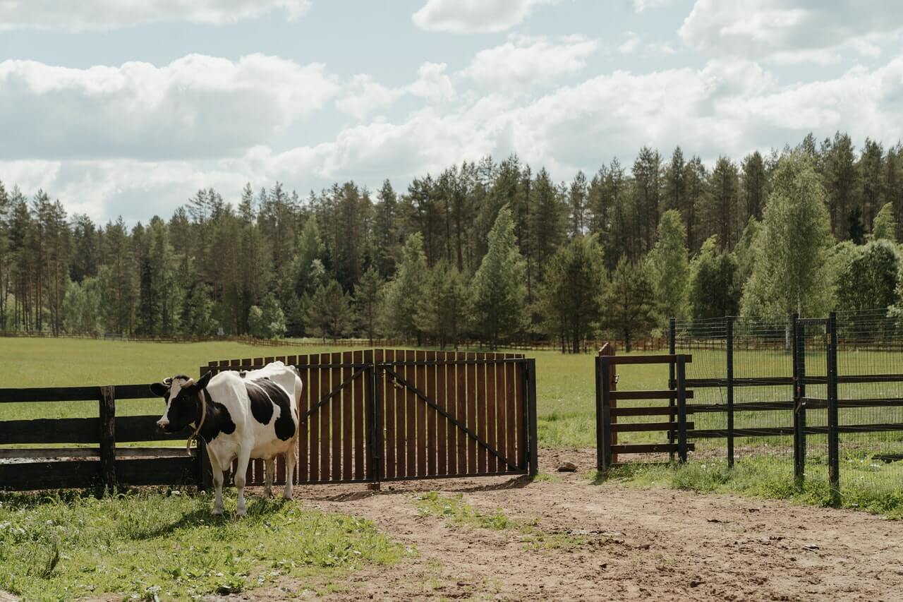 cow standing next to a farm gate with paddock in the background