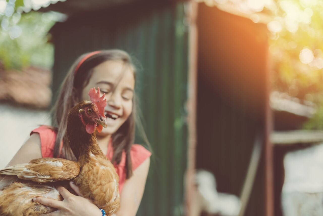 farm, rooster, child, chicken