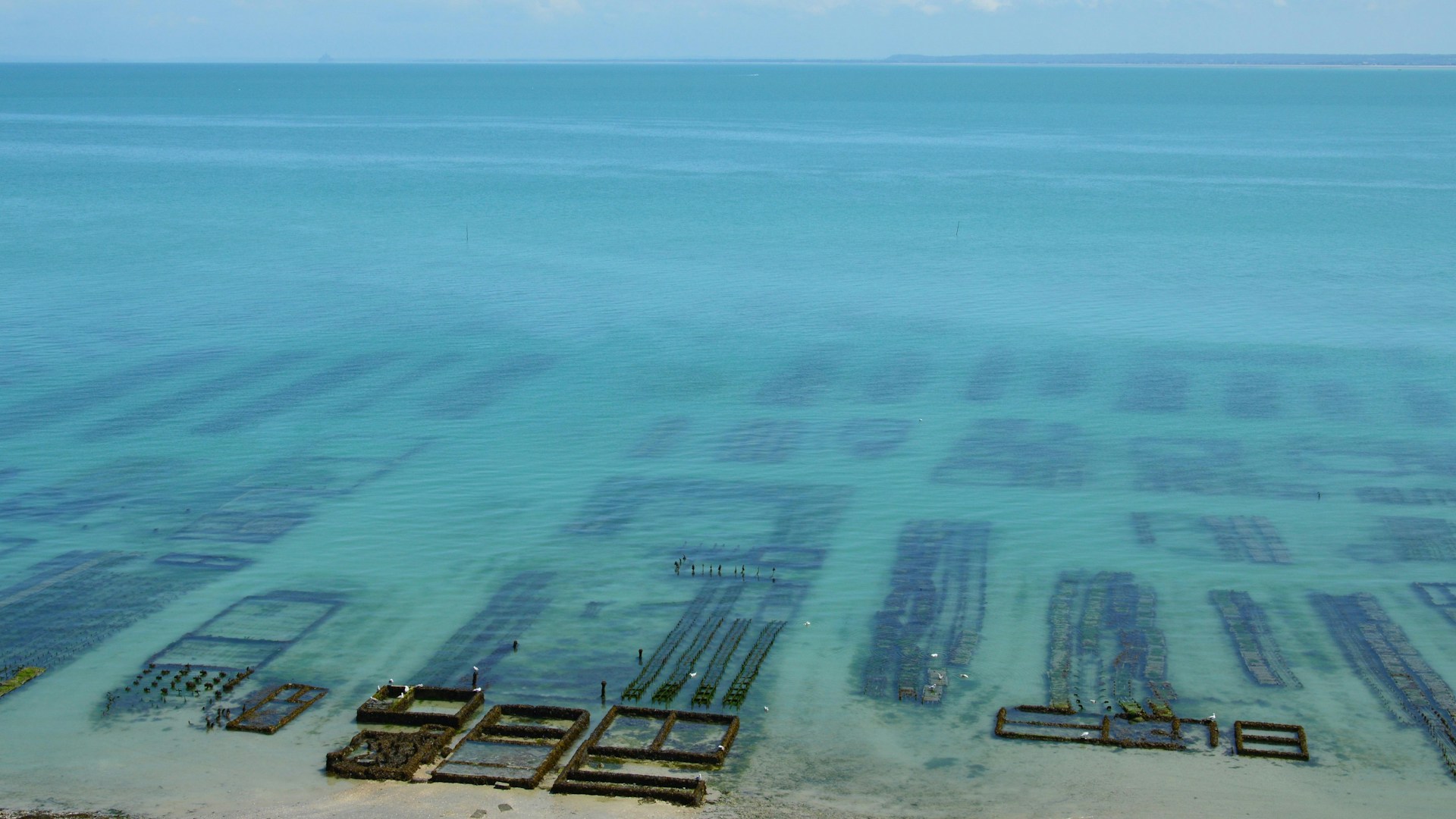 oyster farm aquaculture