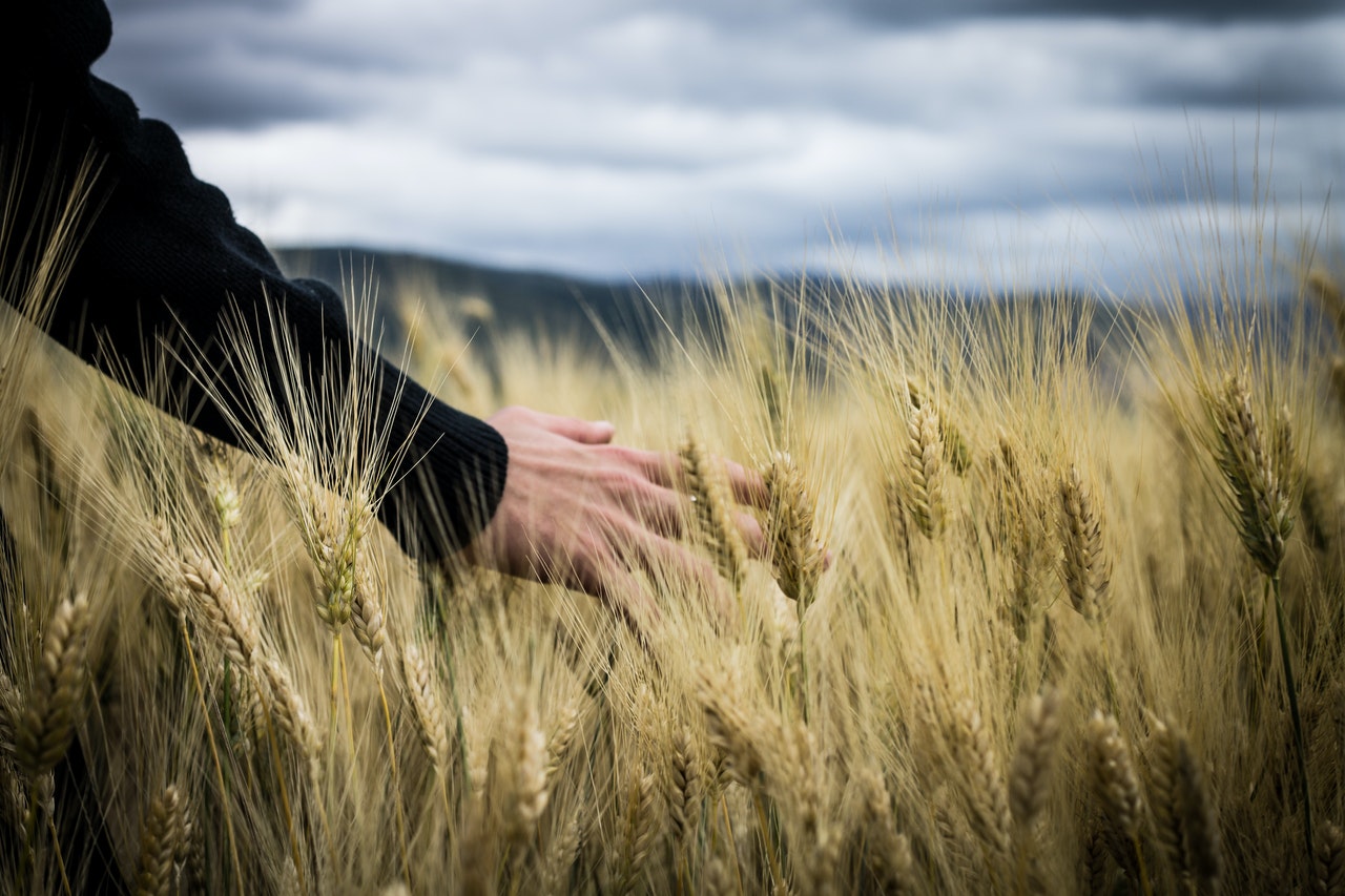 grain field on cloudy day