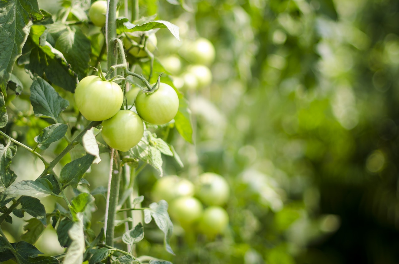 green tomatoes