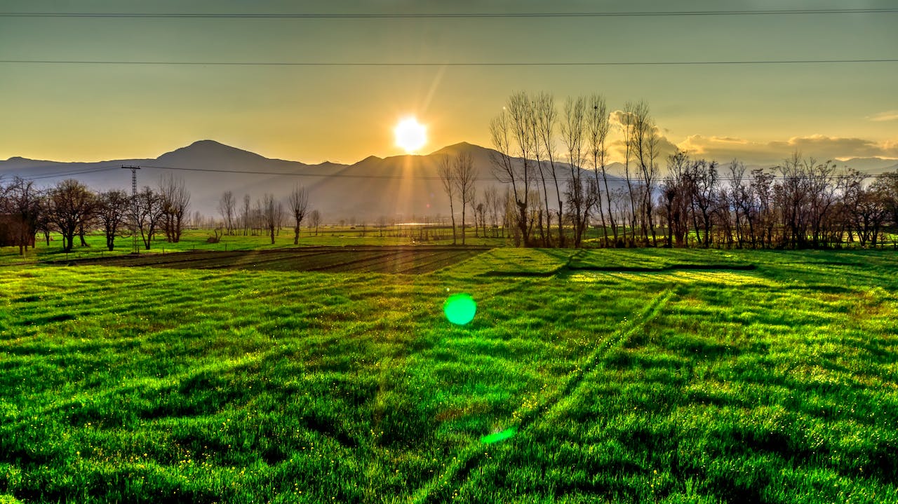 crop field