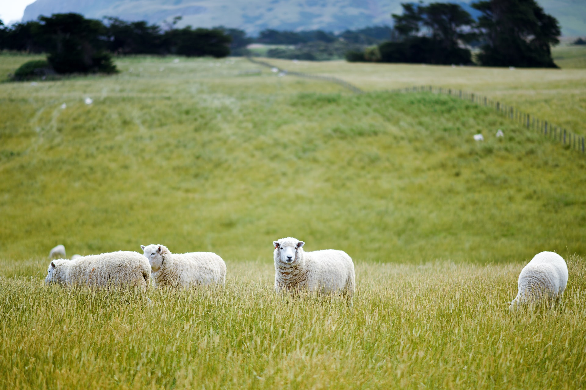 Sheep in field