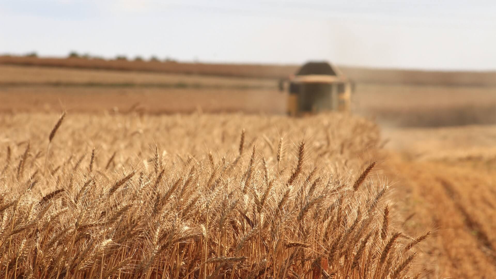 Tractor in grain field